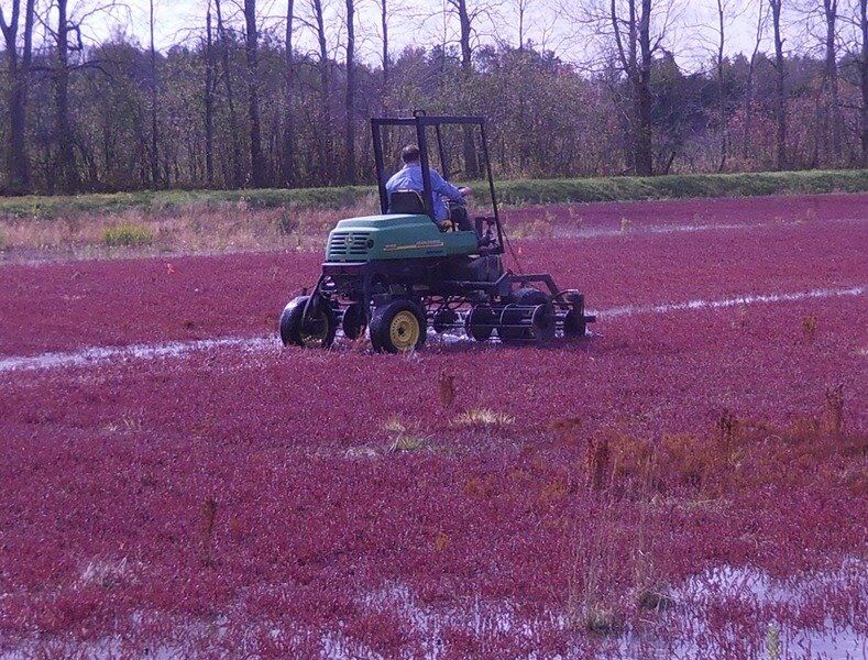 Cornell Ag Connection: A harvest of North Country cranberries